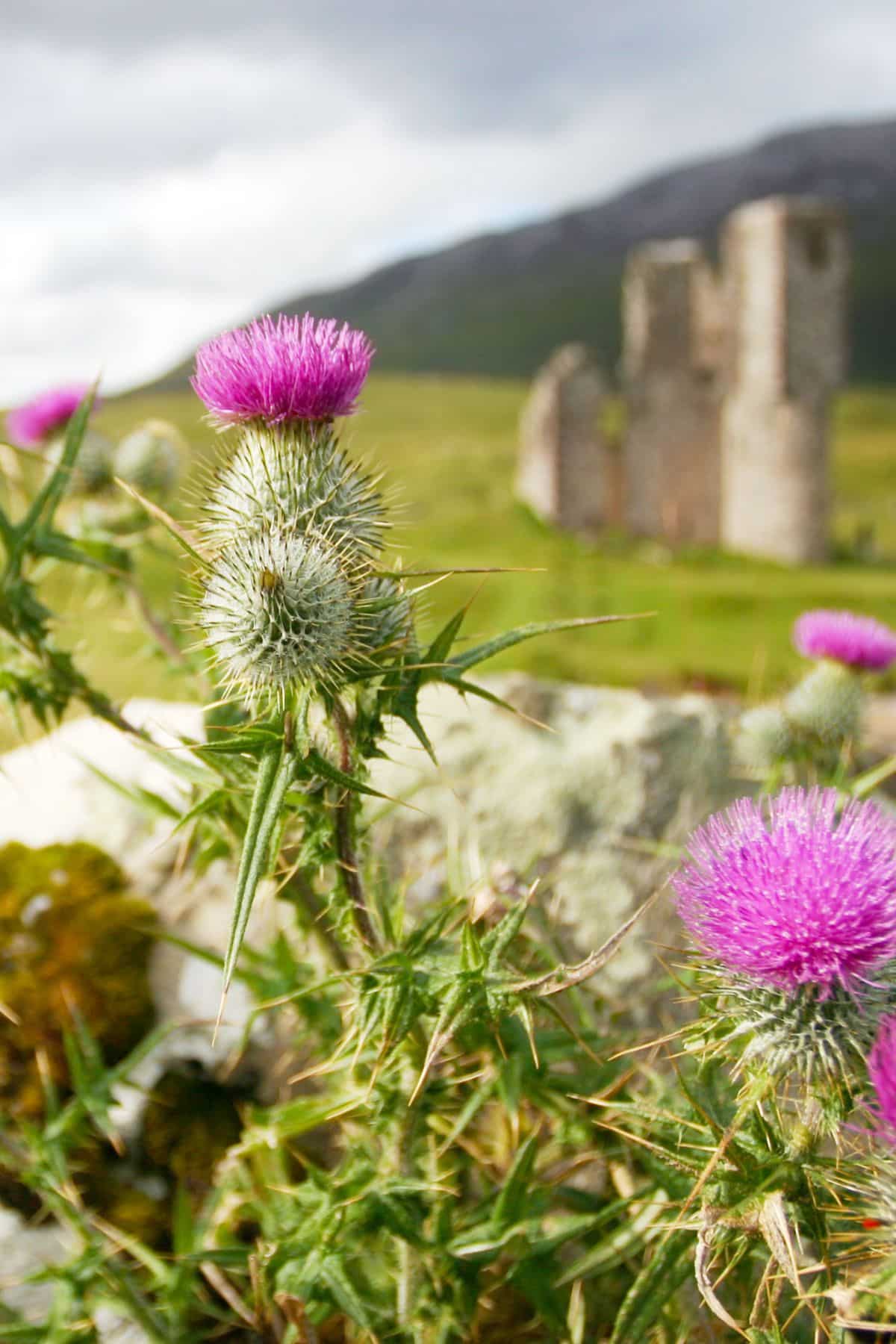 thistles.