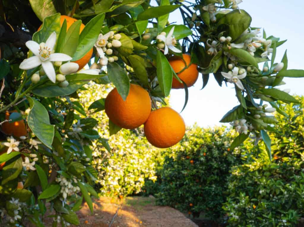 Valencian orange and orange blossoms. Spain.